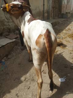 bachri 4 danth