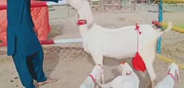 Rajanpuri Bakri Our 3 Bacchon Ka Sath For Sale CALL _03207353182