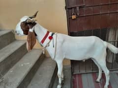 Bakra