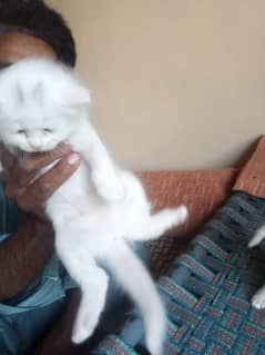 pershion breed