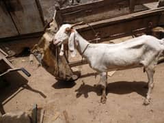 bakre