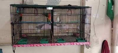 lovebirds sale