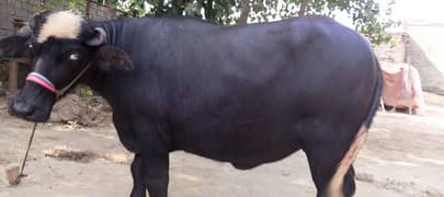 qurbani jota