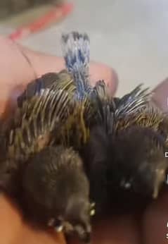goldian finch chicks