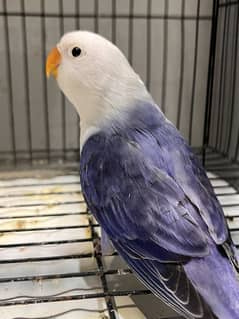 Violet