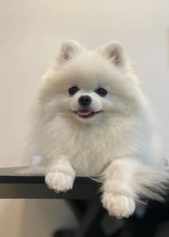 Pomeranian