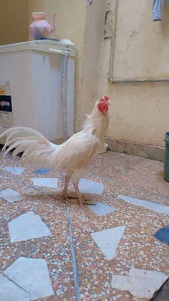 heera