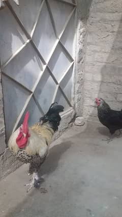 Misri hens