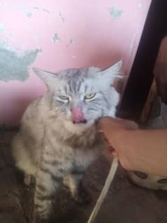 pershion breed
