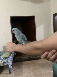 blue ringneck and raw parrot for sale