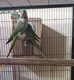 raw parrot breeder pair
