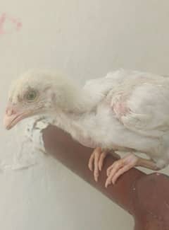 Herra