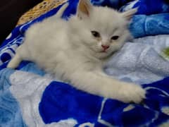 pure Persian kitten