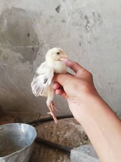 Aseel chicks 1 month old and murga pure Aseel