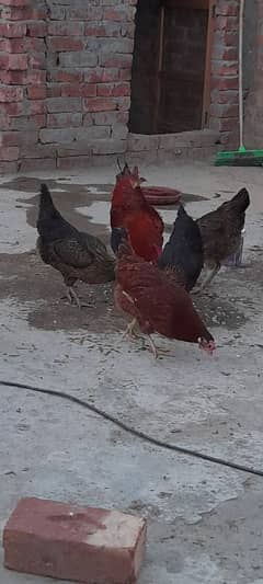 1 murga or 5 murgian anda dene wali