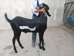 goat available