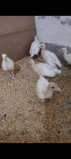 White Turkey Chhozy