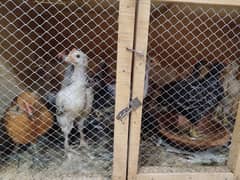 30 desi chicks for sale with wooden cage