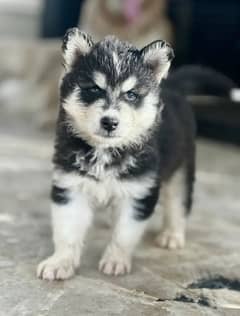 husky