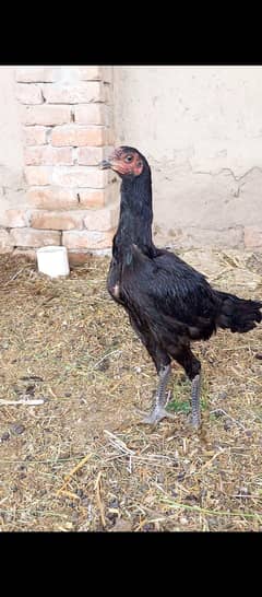 Thai asee,l age 6 month, 9000 pet piece