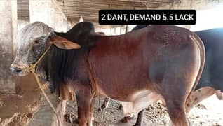 Qurbani cattle cow bull wera wacha kata bakra 03476585599 /03104594900