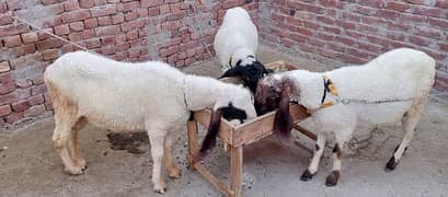 Chhatryy