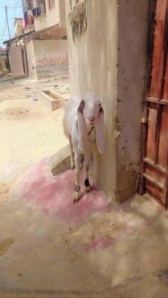 sarye bakrye 2 dant hai Total 12 bakrye hai 9 kashii 3 Andou hai