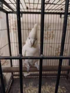 Cockatoo