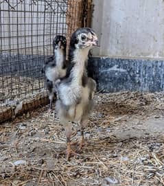 German King O Shamo Black Chicks 35 days