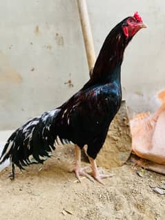 Aseel Male miawali Lasani,Hens pair