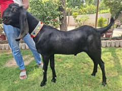 Bakra