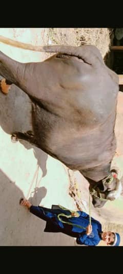 Qurbani