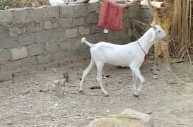 Goat for sale