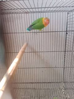 orange opaline green lovebirds