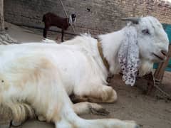 Bakra for sale