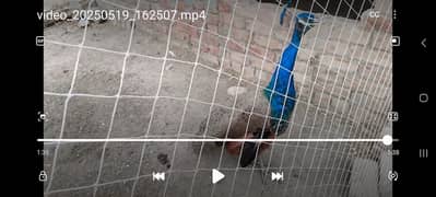 Peacocks | Pair | مور | Peacock | Blue Shoulder | مور  for Sale