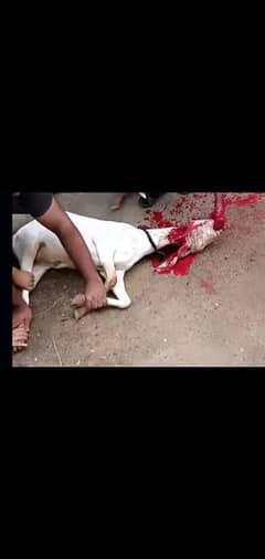 sale sale sale 7500 ma bakra zibah karwae