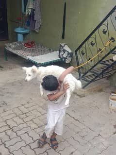 palto