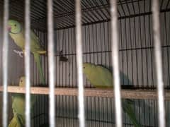 parrots