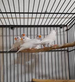 Snow White Finches