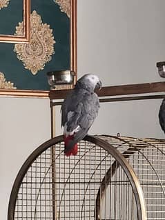 African grey parrots breeder for sale