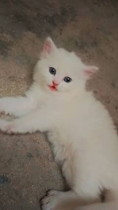 pair of quality parsion cats for sale age 30 days