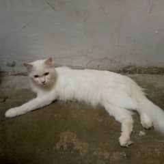ince cat