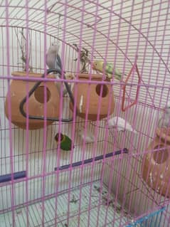 love bird healthy and active