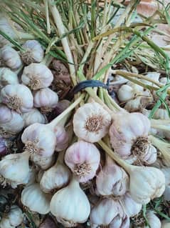 garlic