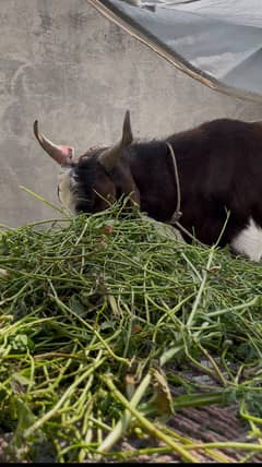 Bakra for sale dono 2 dant hai