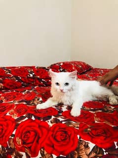 Persian female