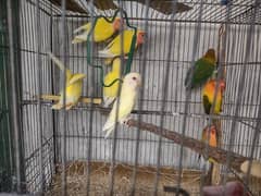 love birds
