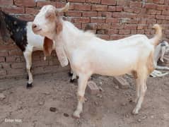 2male pair 2bakry for qurbani