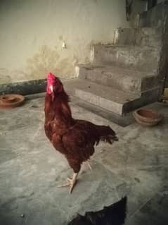 Aseel